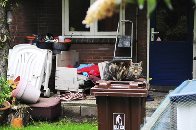 903488 Afbeelding van een kat op een kliko in een binnentuin (het 'Buurland') aan de achterzijde van een flat de Samuel ...